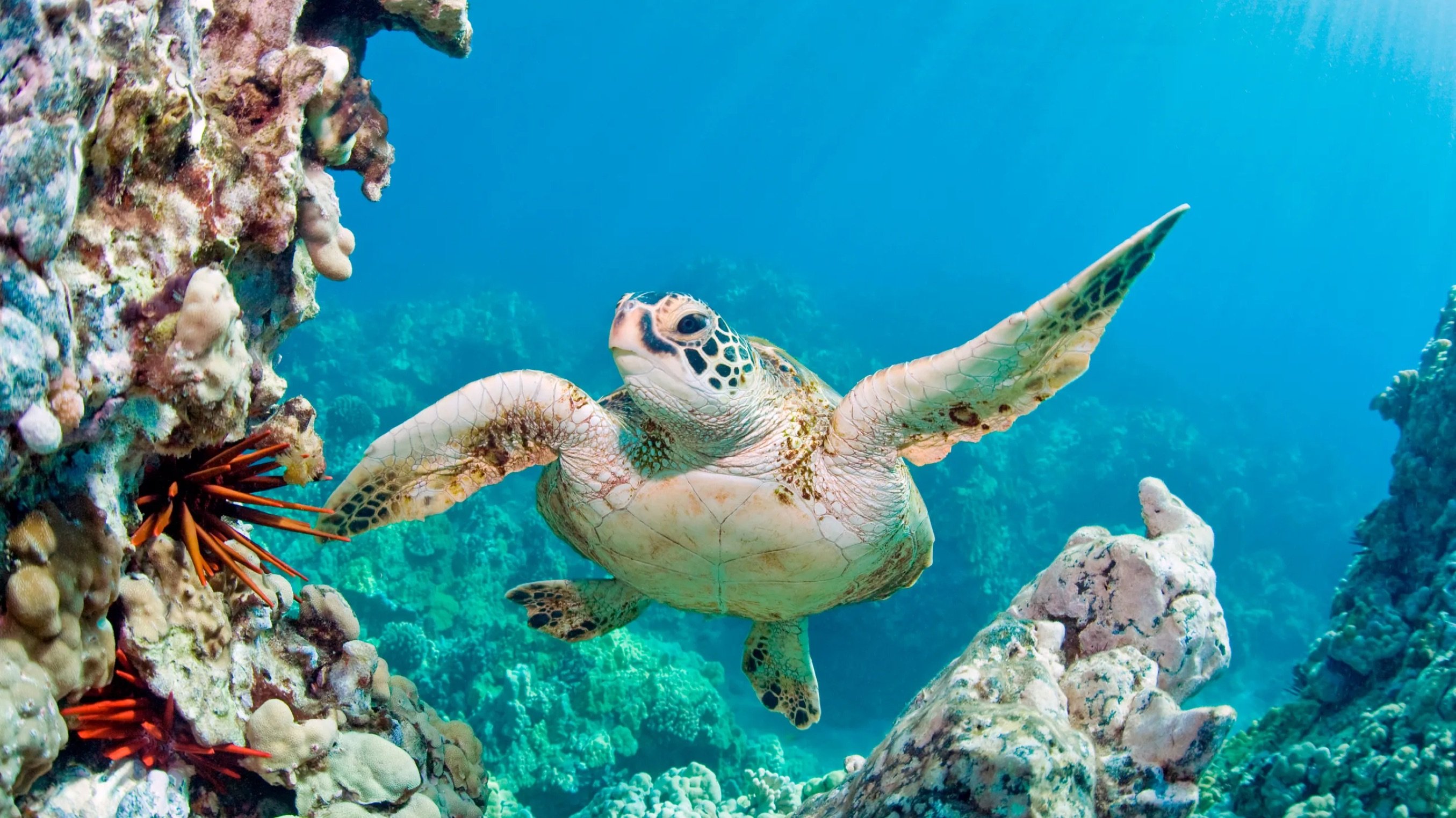 Foto van een zeeschildpad in de zee